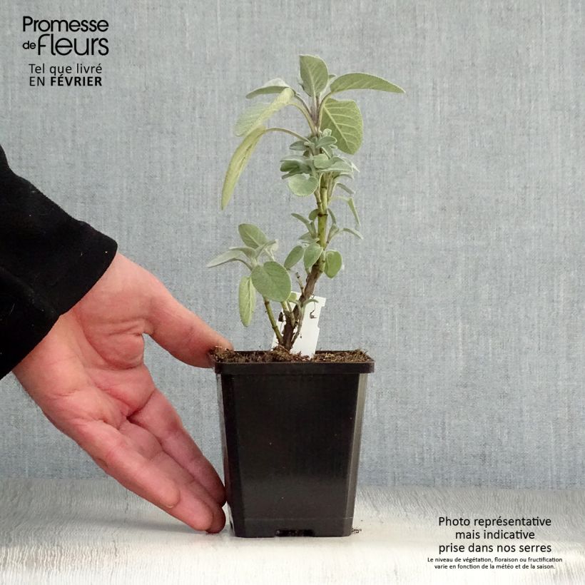 Salvia officinalis Berggarten 8/9 cm pot sample as delivered in winter