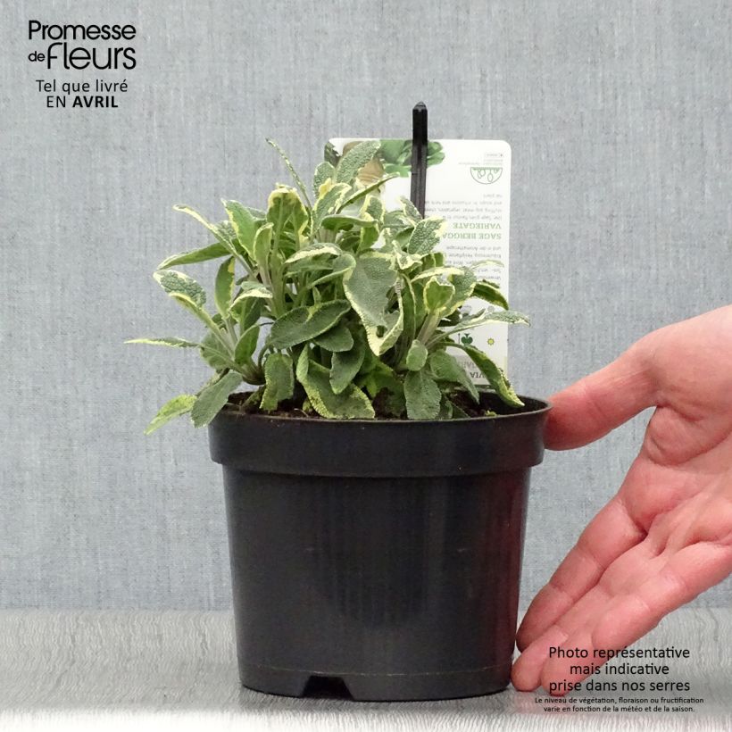 Salvia officinalis Berggarten Variegated 1.5L/2L pot sample as delivered in spring