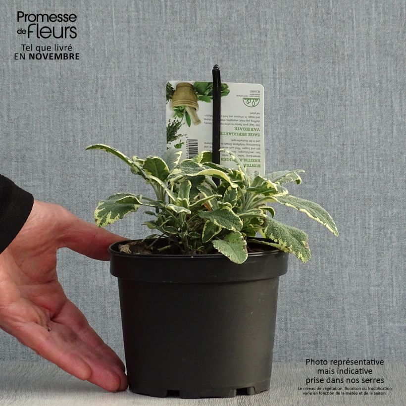 Salvia officinalis Berggarten Variegated 1.5L/2L pot sample as delivered in autumn