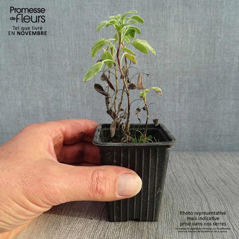 Salvia officinalis Aurea 7/8 cm pot sample as delivered in autumn