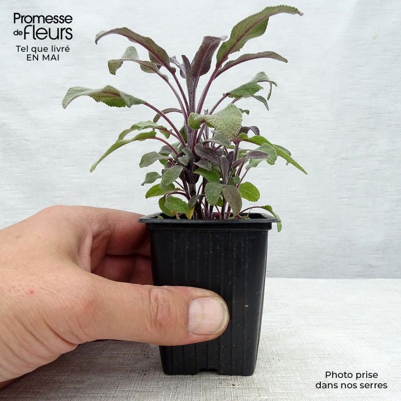 Salvia officinalis Purpurascens 7/8 cm pot sample as delivered in spring
