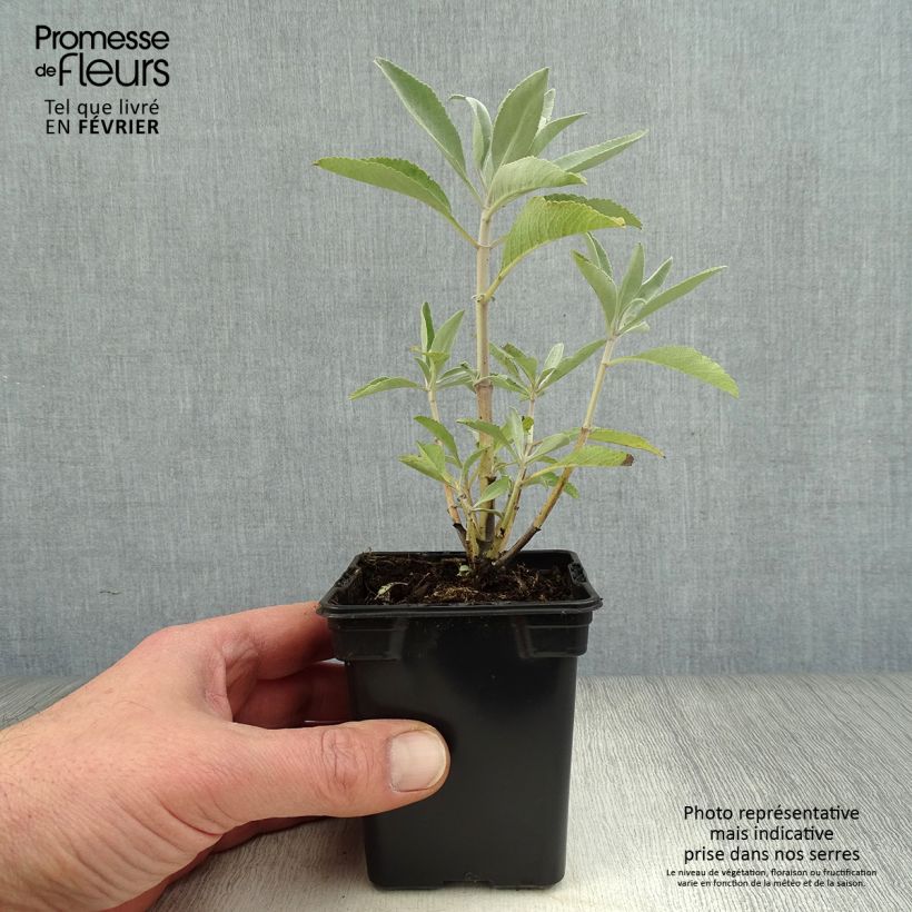 Salvia apiana 7/8 cm pot sample as delivered in winter