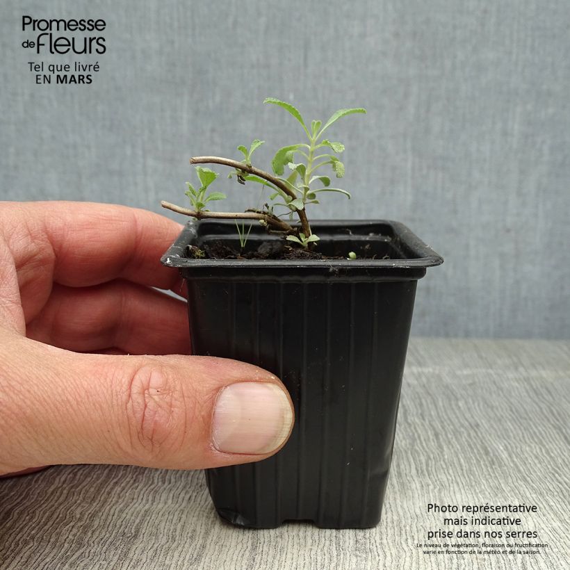 Salvia apiana 7/8 cm pot sample as delivered in spring