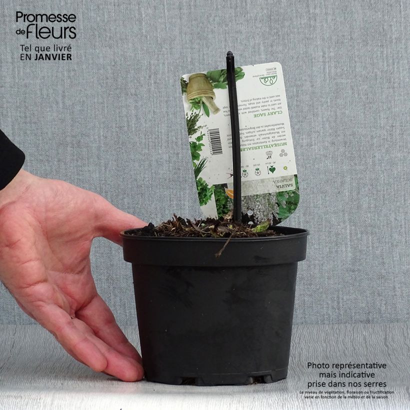 Salvia sclarea 8/9 cm pot sample as delivered in winter
