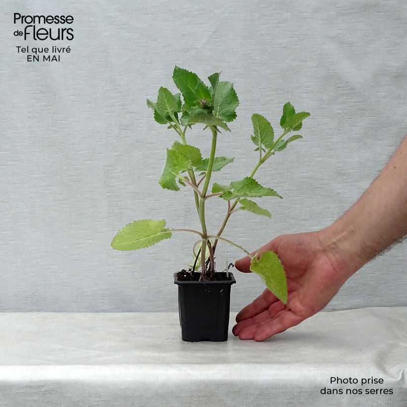 Salvia verticillata Endless Love 8/9 cm pot sample as delivered in spring