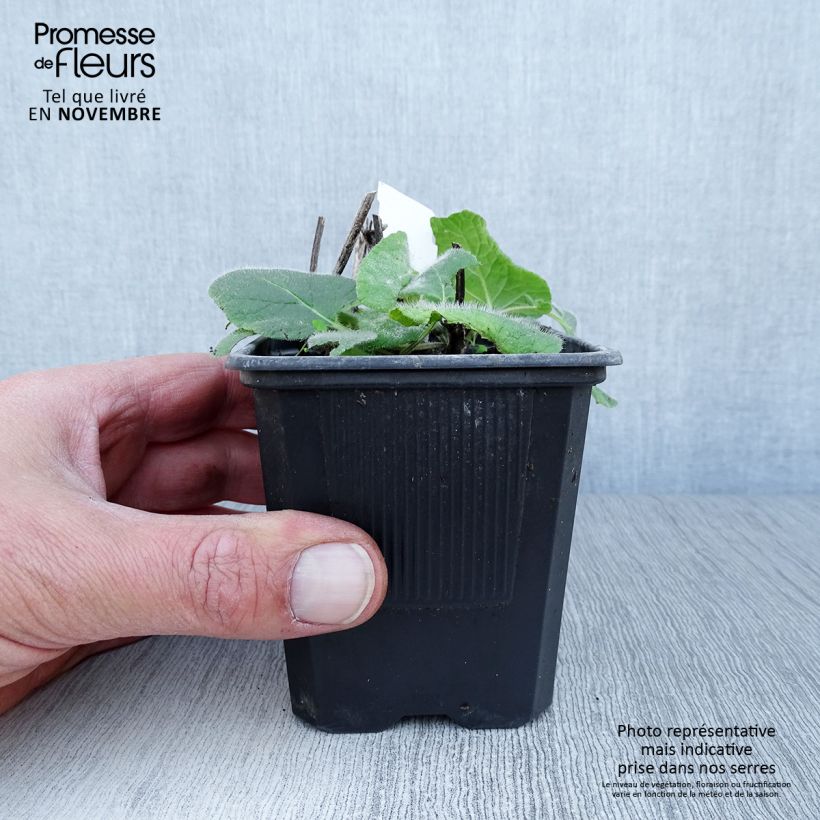 Salvia verticillata Endless Love 8/9 cm pot sample as delivered in autumn