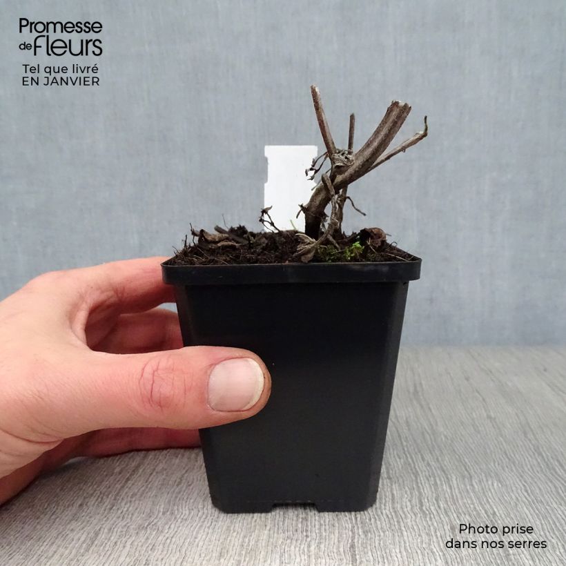 Salvia verticillata Purple Rain 8/9 cm pot sample as delivered in winter