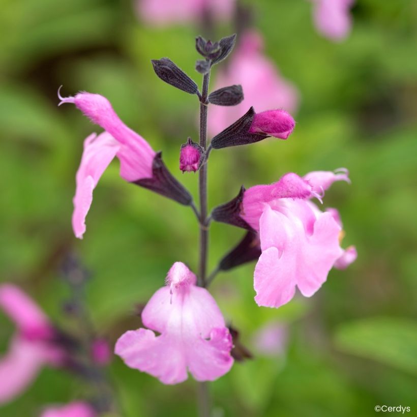 Salvia jamensis Mighty Pink’ Malabar® (Flowering)