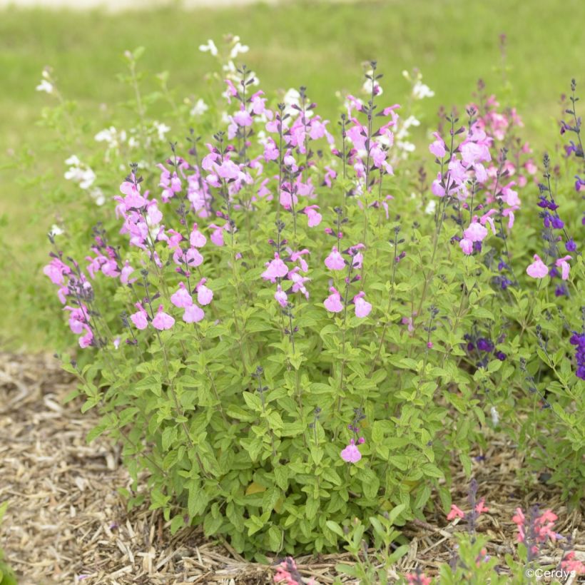 Salvia jamensis Mighty Pink’ Malabar® (Plant habit)