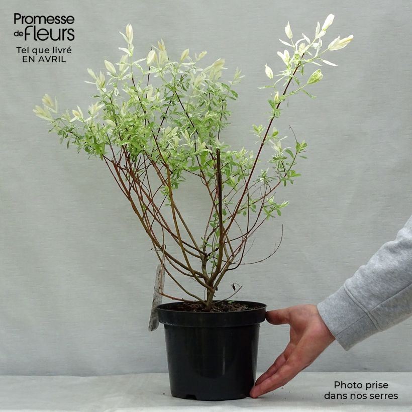 Salix integra Hakuro-Nishiki - Flamingo Willow 2L/3L pot, Bush sample as delivered in spring