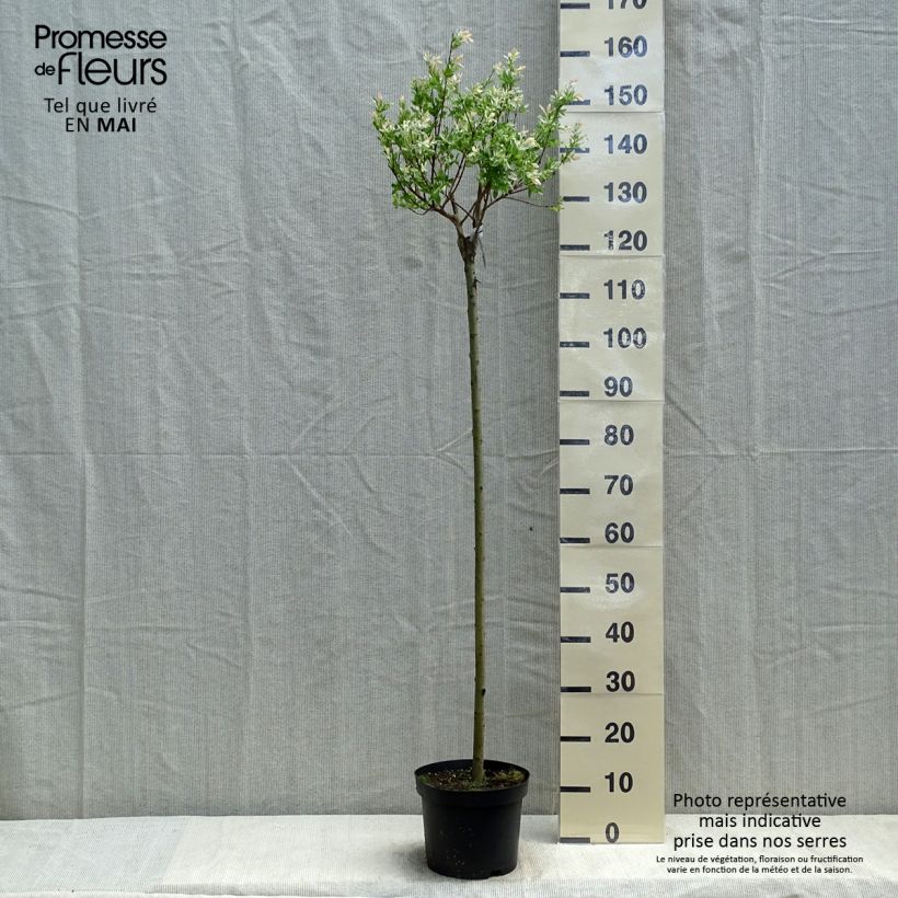 Salix integra Hakuro-Nishiki - Flamingo Willow 4L/5L pot, Standard sample as delivered in spring