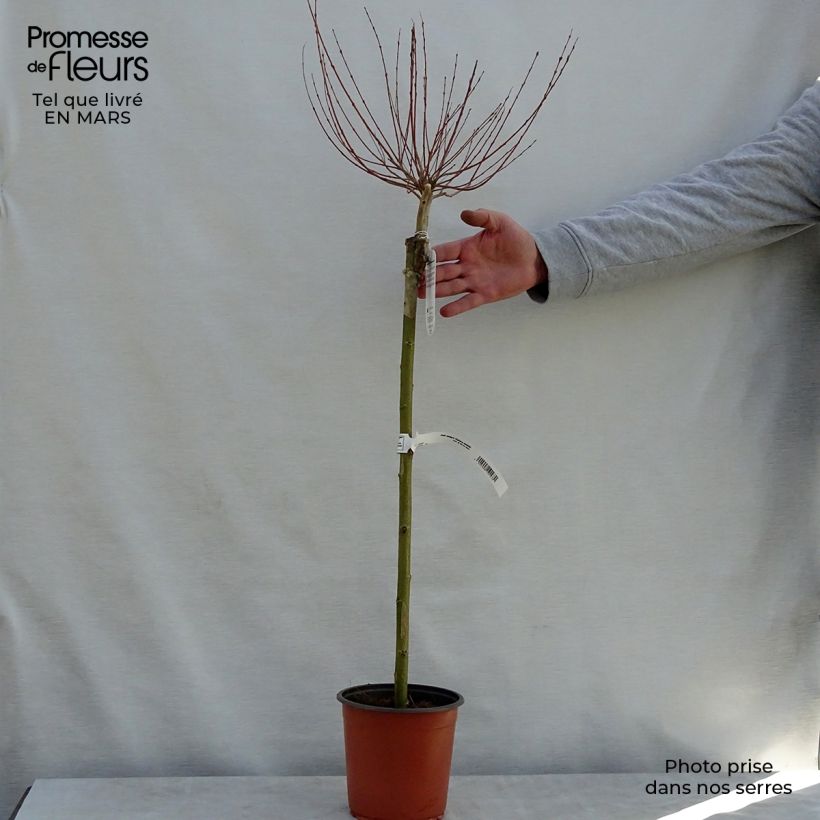 Salix integra Hakuro-Nishiki - Flamingo Willow 2L/3L pot, Standard sample as delivered in spring