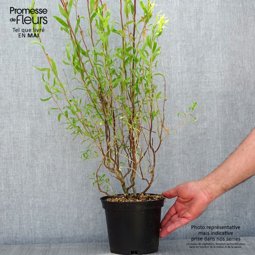 Salix matsudana Tortuosa - Dragon's Claw Willow 2L/3L pot sample as delivered in spring