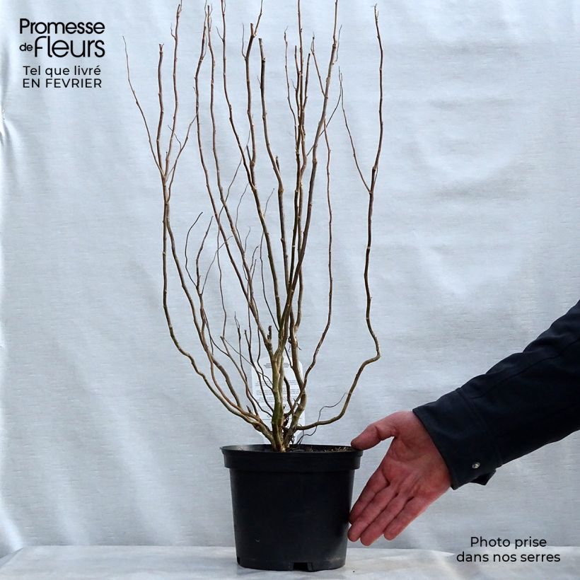 Salix matsudana Tortuosa - Dragon's Claw Willow 2L/3L pot sample as delivered in winter