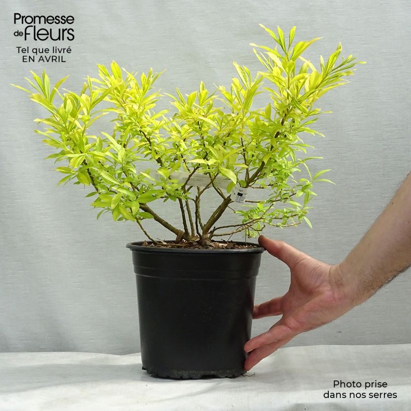 Salix sachalinensis Golden Sunshine - Sachalin Willow 4L/5L pot sample as delivered in spring