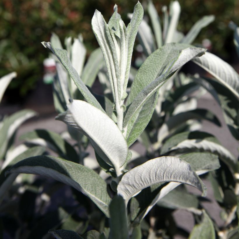Salix candida Iceberg Alley® - Sageleaf willow (Foliage)