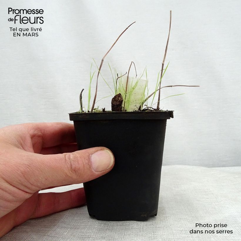 Saururus cernuus 8/9 cm pot sample as delivered in spring