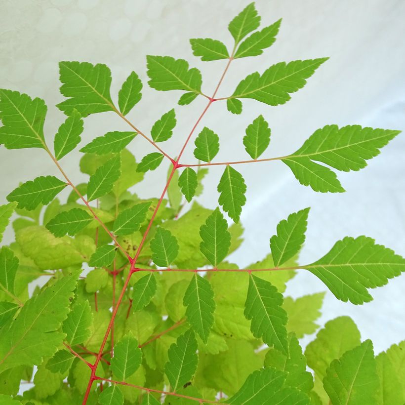 Koelreuteria paniculata Coral Sun (Foliage)