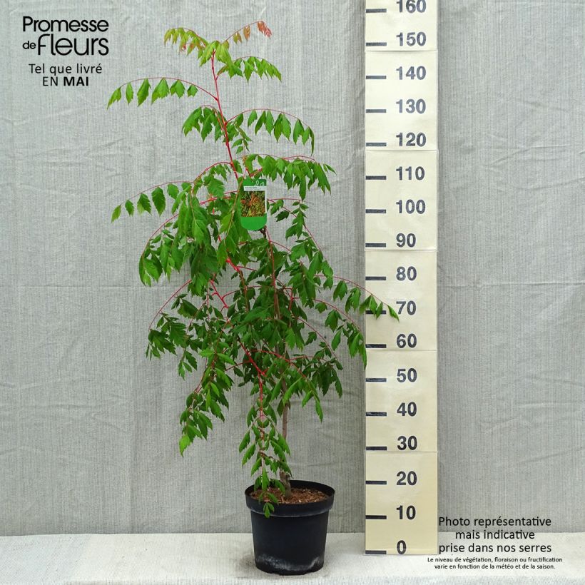 Koelreuteria paniculata Coral Sun 7.5L/10L pot sample as delivered in spring