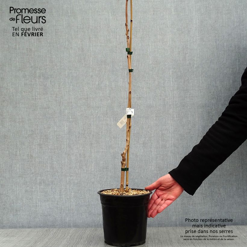 Koelreuteria paniculata Coral Sun 3L/4L pot sample as delivered in winter