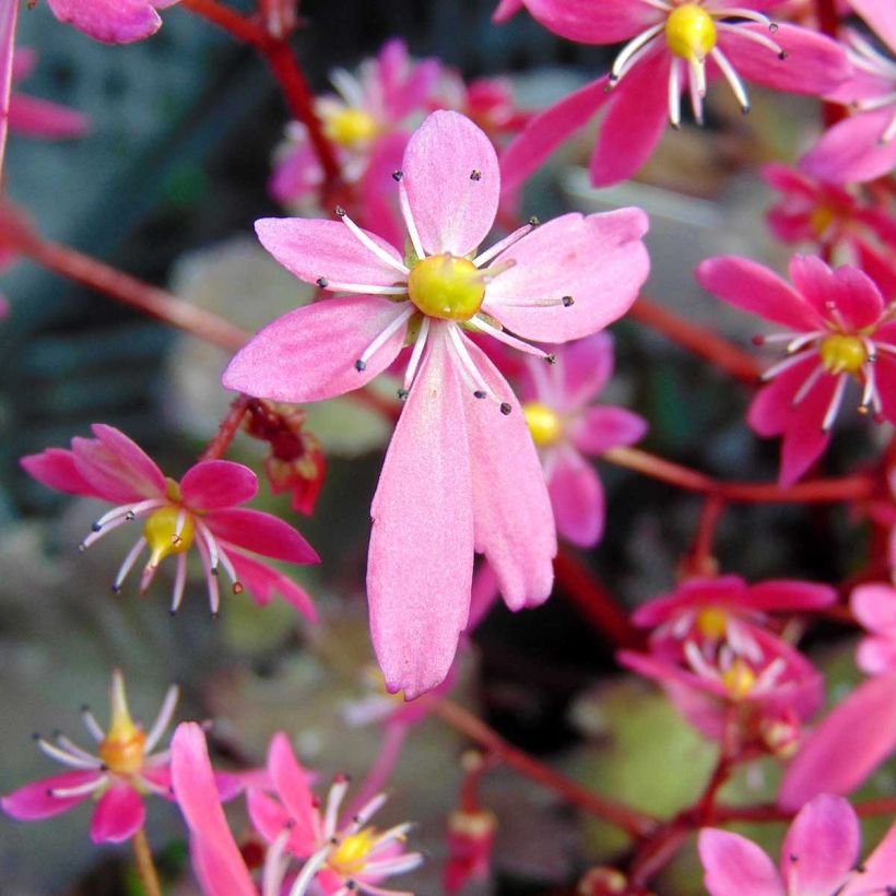 Saxifraga cortusifolia Black Ruby (Flowering)