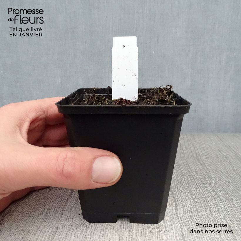 Saxifraga cortusifolia Black Ruby 8/9 cm pot sample as delivered in winter