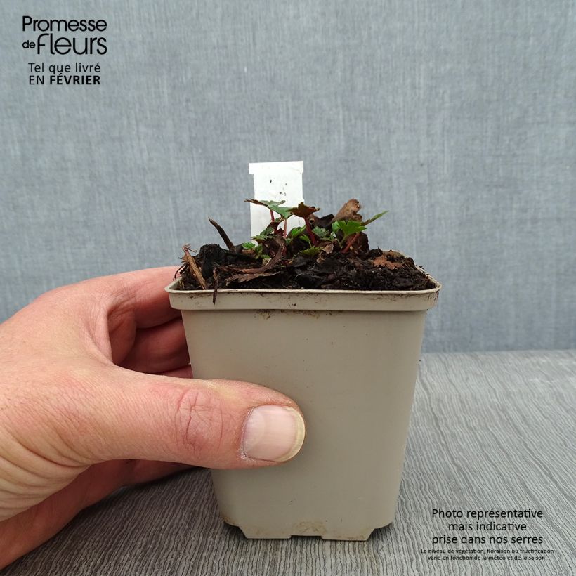 Saxifraga cortusifolia Shiranami 8/9 cm pot sample as delivered in winter