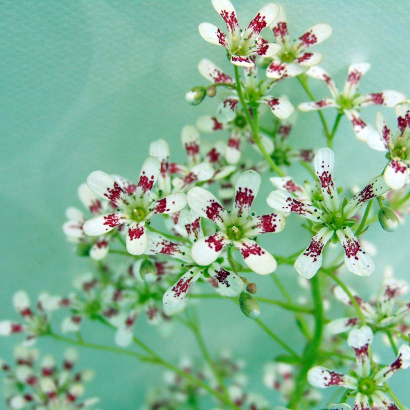 Saxifraga cotyledon Southside Seedling (Flowering)
