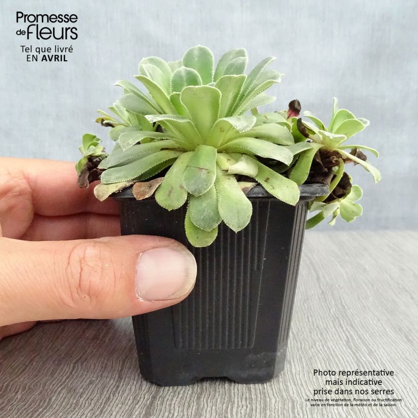 Saxifraga cotyledon Southside Seedling 8/9 cm pot sample as delivered in spring