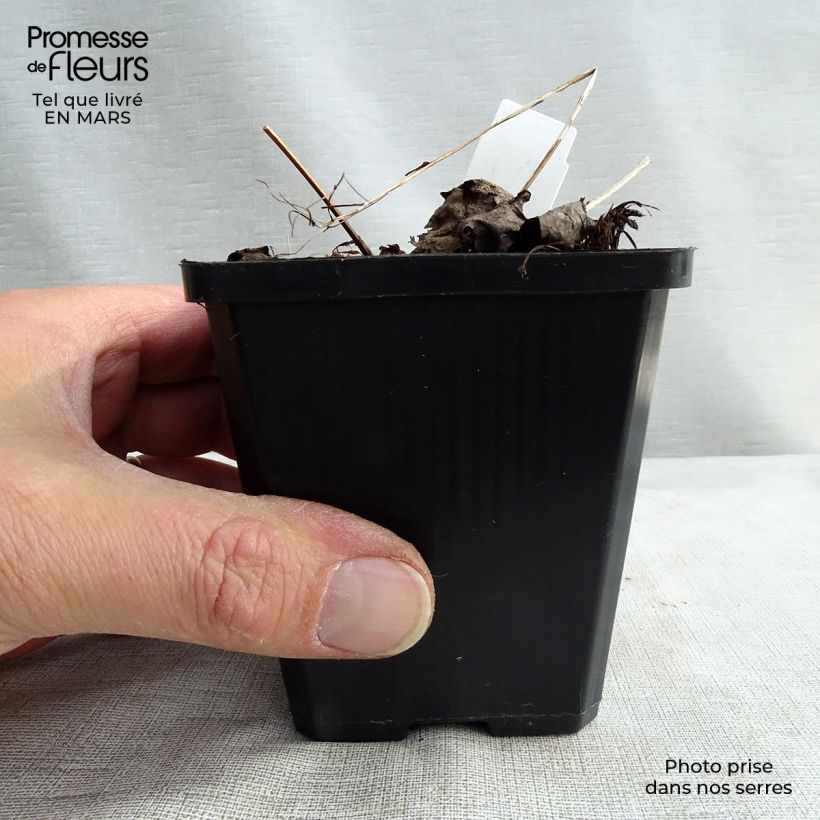 Saxifraga fortunei Rubrifolia 8/9 cm pot sample as delivered in winter