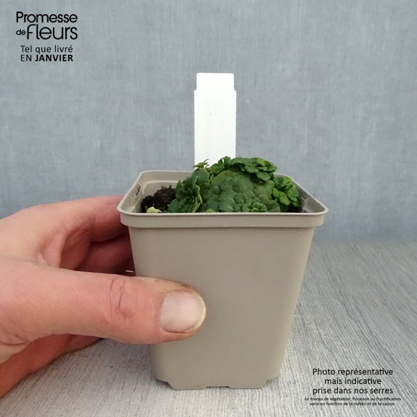 Saxifraga umbrosa Clarence Elliott 8/9 cm pot sample as delivered in winter