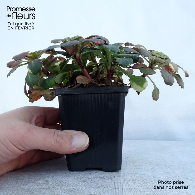 Saxifraga umbrosa Variegata 8/9 cm pot sample as delivered in winter