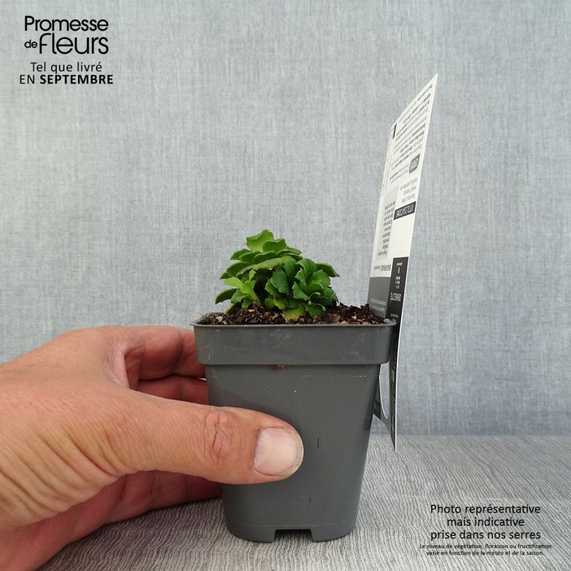Saxifraga x urbium Aureopunctata 8/9 cm pot sample as delivered in autumn