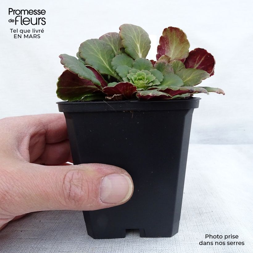 Saxifraga x urbium 8/9 cm pot sample as delivered in spring