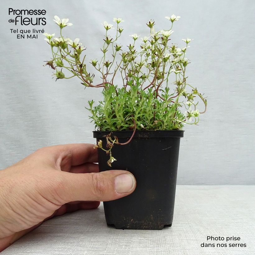 Saxifraga arendsii Pixie White 8/9 cm pot sample as delivered in spring