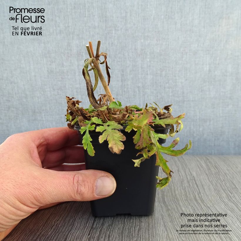 Scabiosa columbaria Butterfly Blue 7/8 cm pot sample as delivered in winter