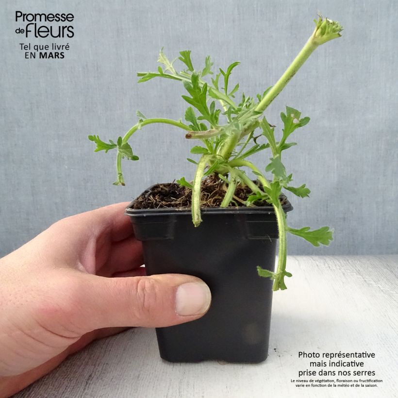 Scabiosa columbaria Butterfly Blue 7/8 cm pot sample as delivered in spring