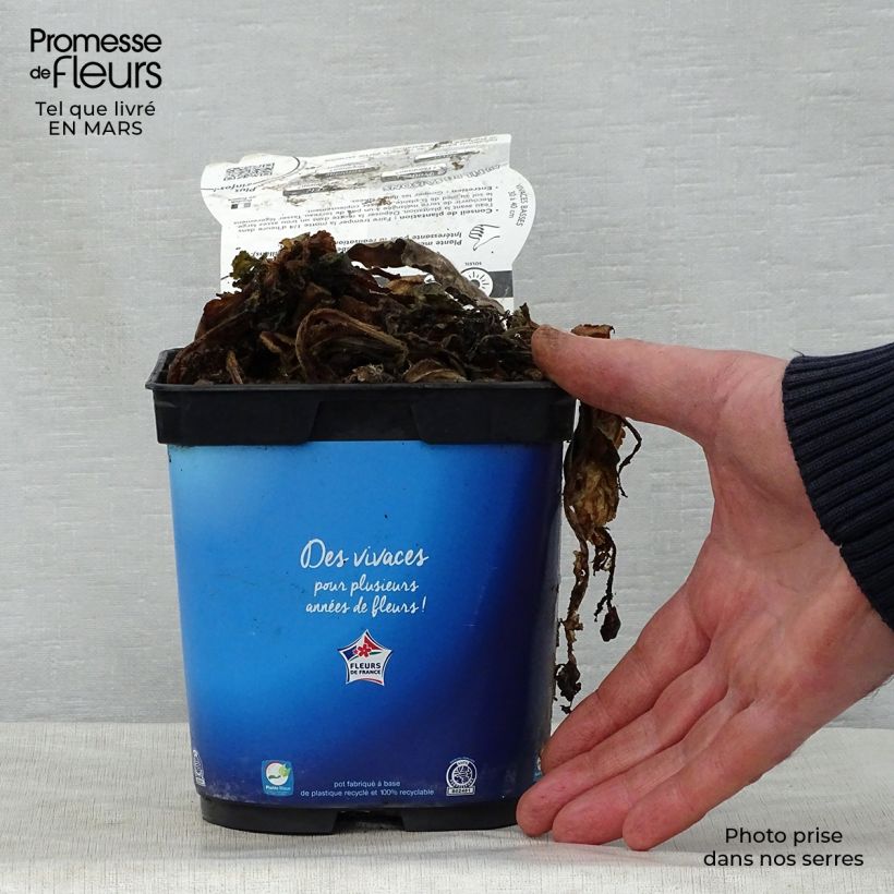 Scabiosa columbaria Butterfly Blue 2L/3L pot sample as delivered in spring