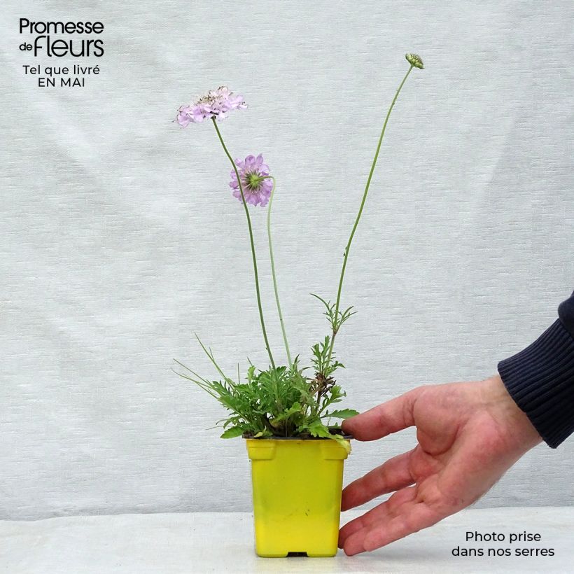 Scabiosa columbaria Pink Mist 7/8 cm pot sample as delivered in spring