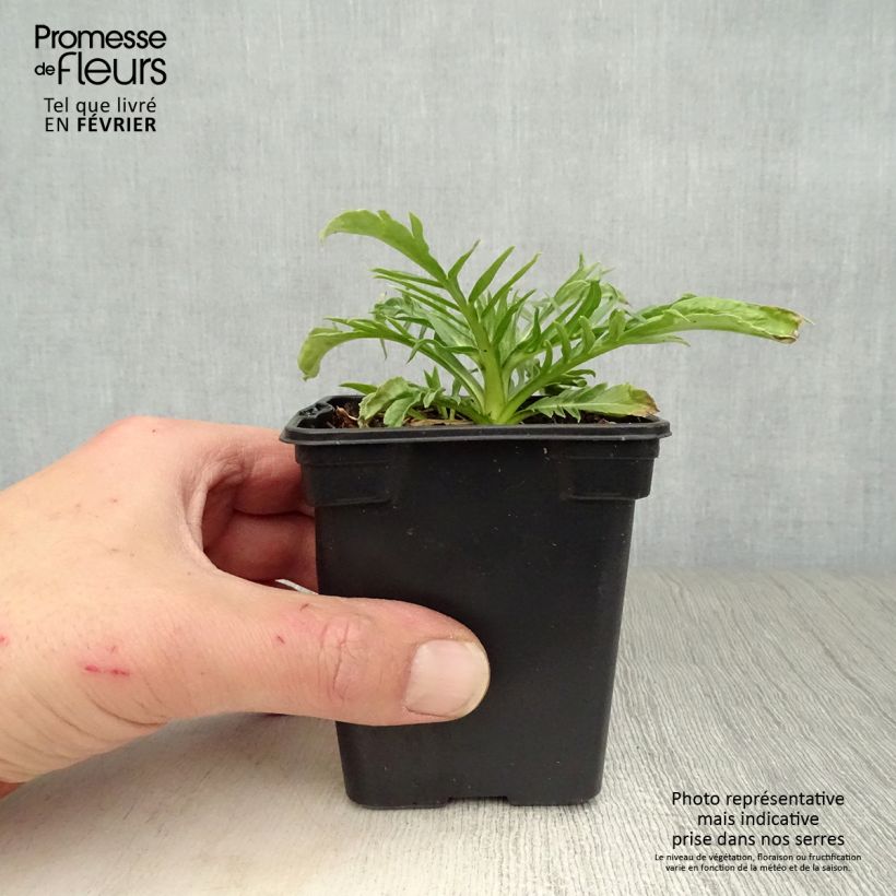 Scabiosa caucasica Alba 7/8 cm pot sample as delivered in winter