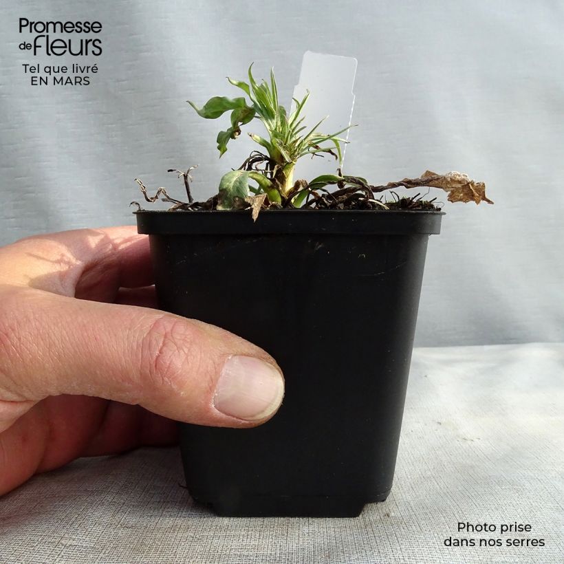 Scabiosa caucasica Fama 8/9 cm pot sample as delivered in winter