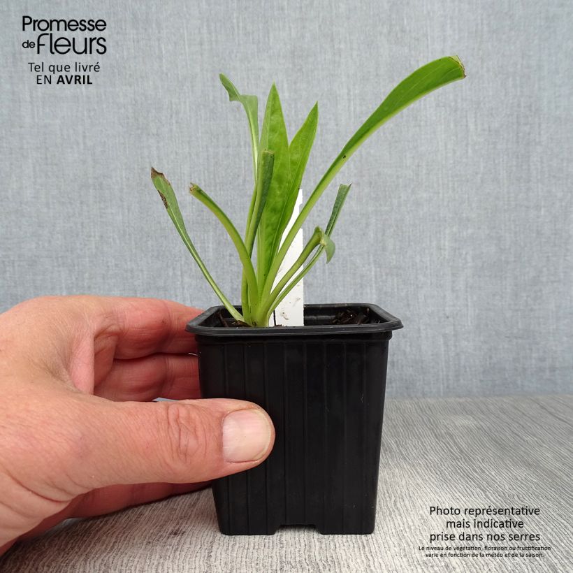 Scabiosa caucasica Fama 8/9 cm pot sample as delivered in spring