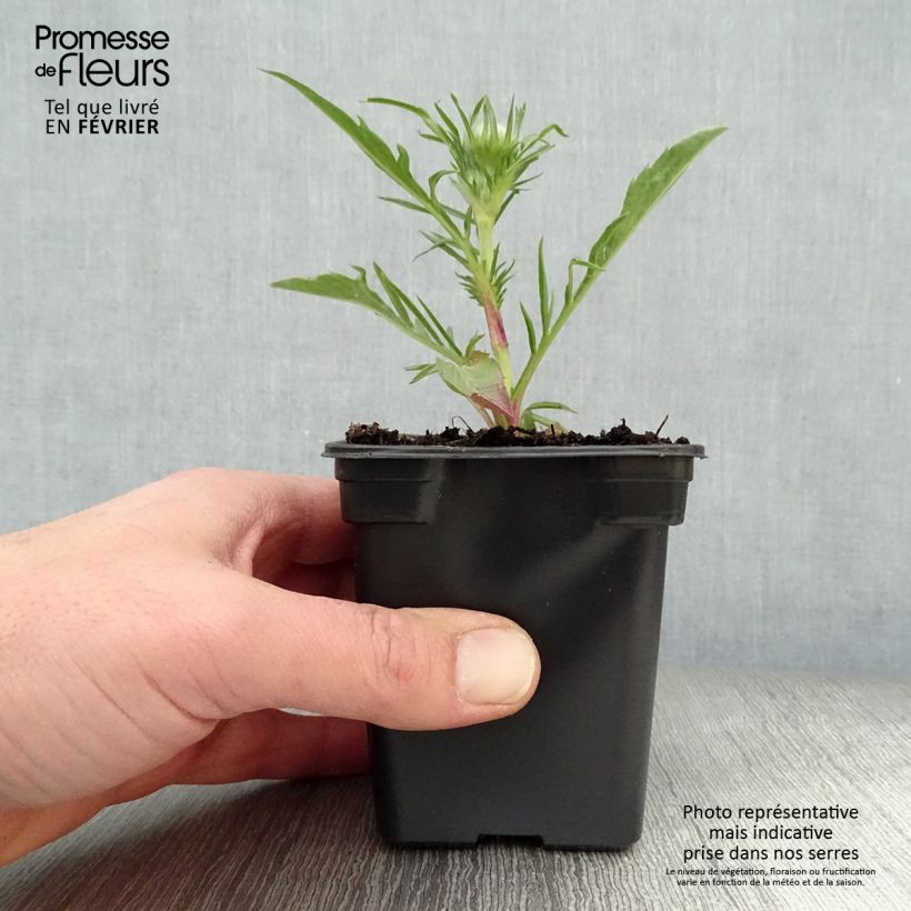 Scabiosa caucasica Perfecta 7/8 cm pot sample as delivered in winter