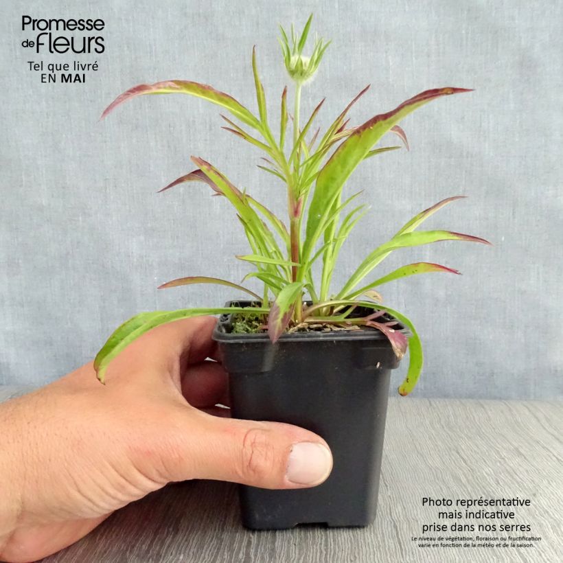 Scabiosa caucasica Perfecta 7/8 cm pot sample as delivered in spring