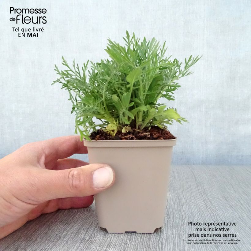 Scabiosa ochroleuca 8/9 cm pot sample as delivered in spring