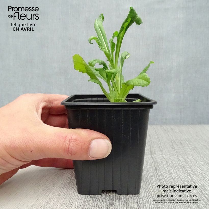 Scabiosa atropurpurea Chile Black 7/8 cm pot sample as delivered in spring