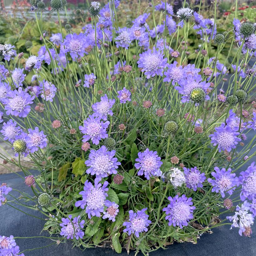Scabiosa columbaria Nova® Dew Drops - Small scabious (Plant habit)