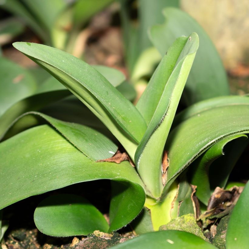 Scadoxus albiflos (Foliage)