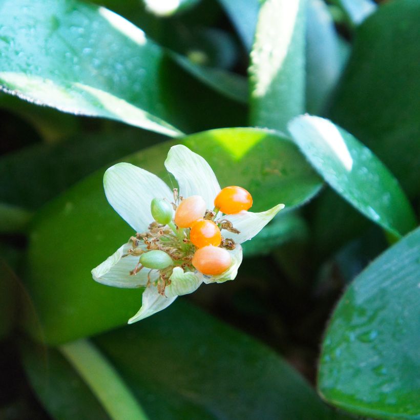 Scadoxus albiflos (Harvest)