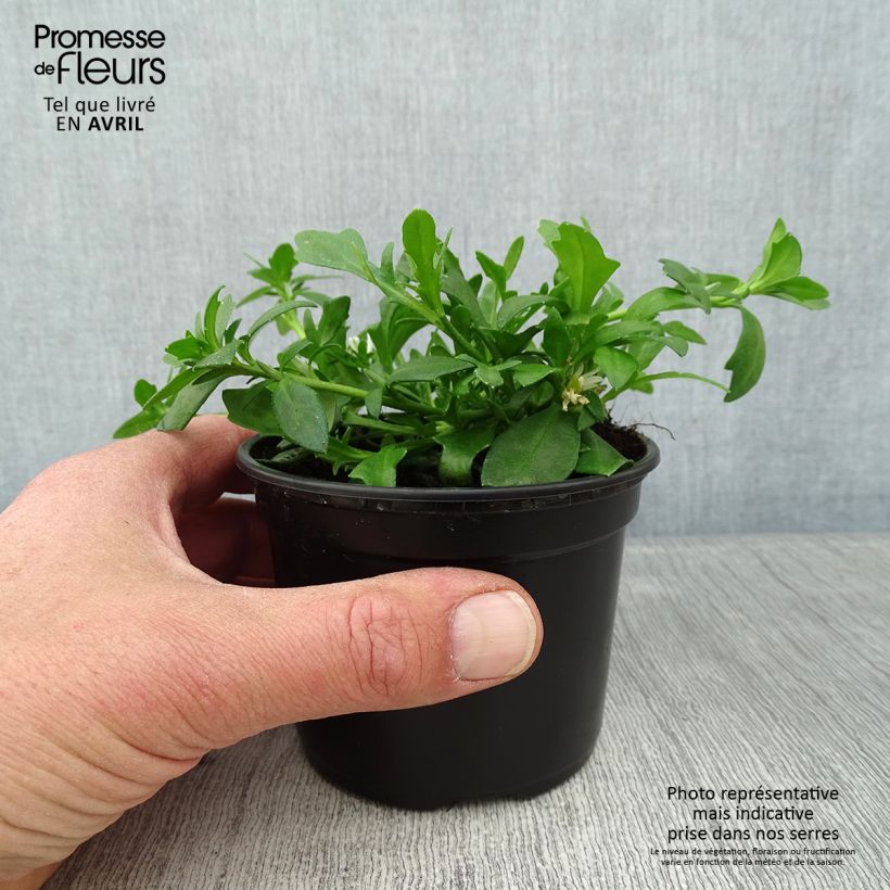 Scaevola aemula Surdiva White 8/9 cm pot sample as delivered in spring